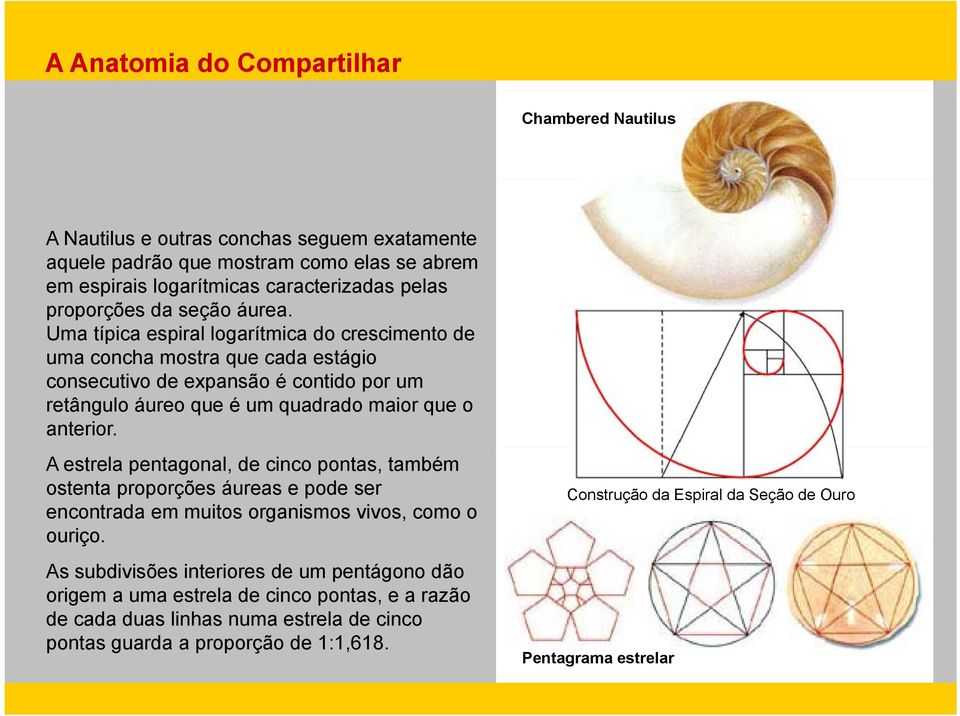 Uma típica espiral logarítmica do crescimento de uma concha mostra que cada estágio consecutivo de expansão é contido por um retângulo áureo que é um quadrado maior que o anterior.