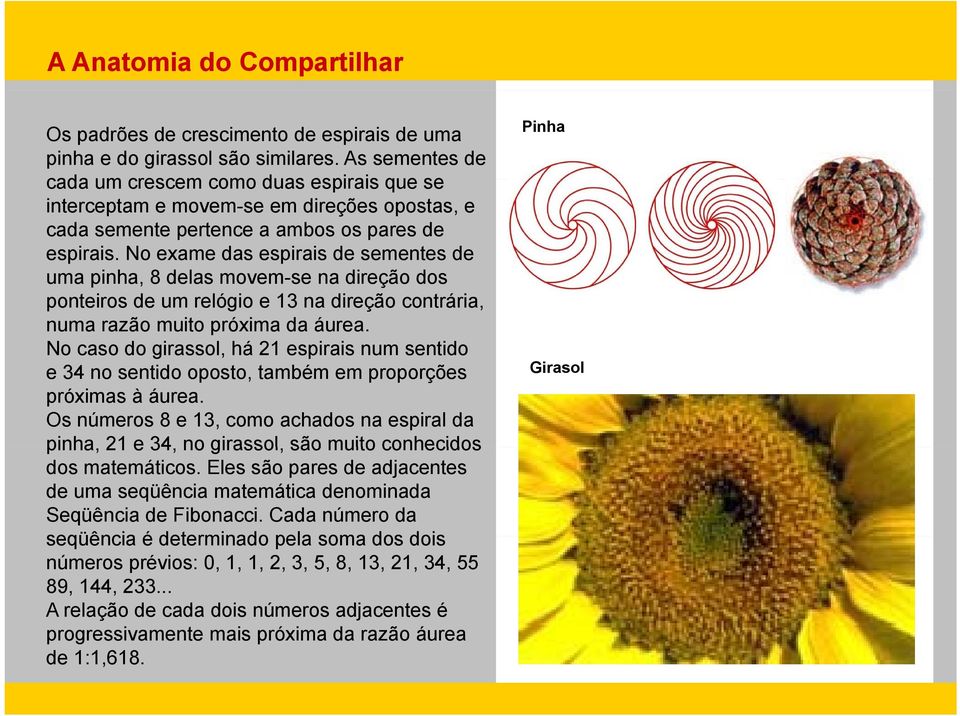 No exame das espirais de sementes de uma pinha, 8 delas movem-se na direção dos ponteiros de um relógio e 13 na direção contrária, numa razão muito próxima da áurea.