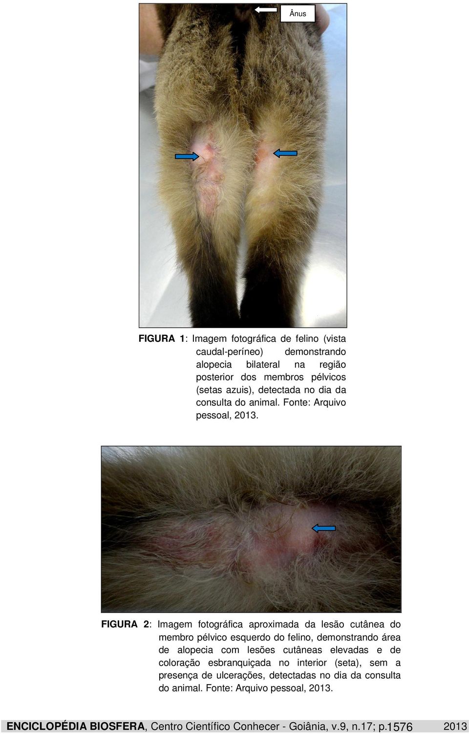 FIGURA 2: Imagem fotográfica aproximada da lesão cutânea do membro pélvico esquerdo do felino, demonstrando área de alopecia com lesões cutâneas elevadas