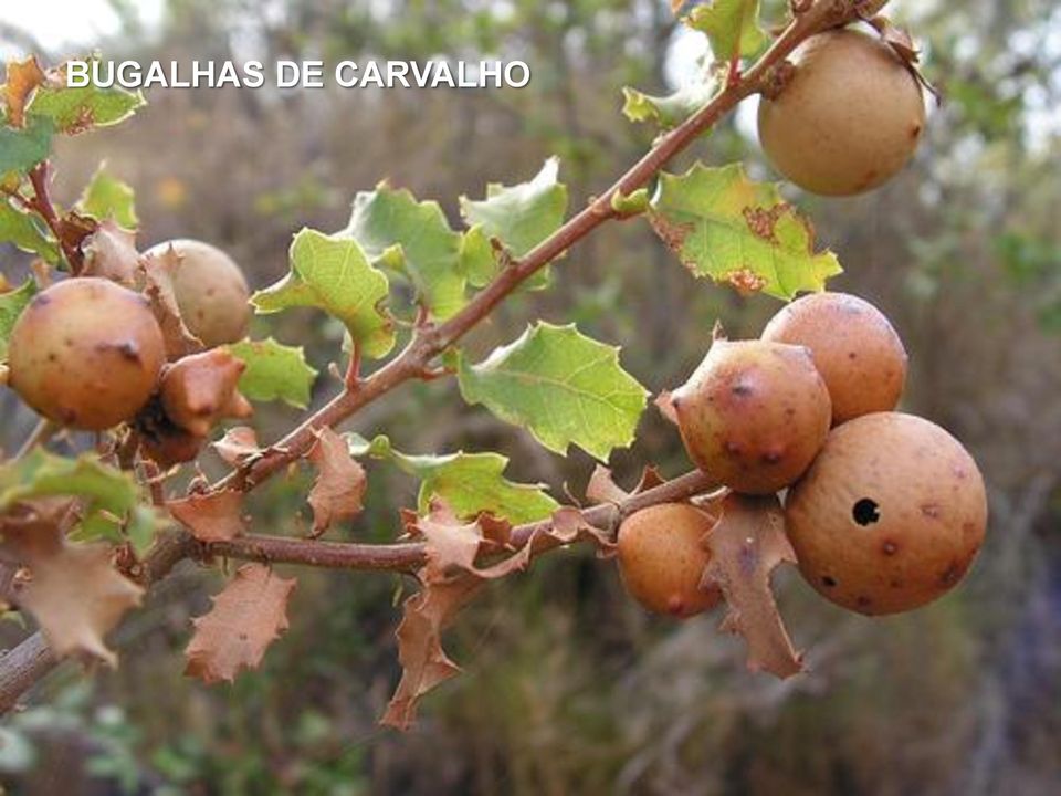 CARVALHO