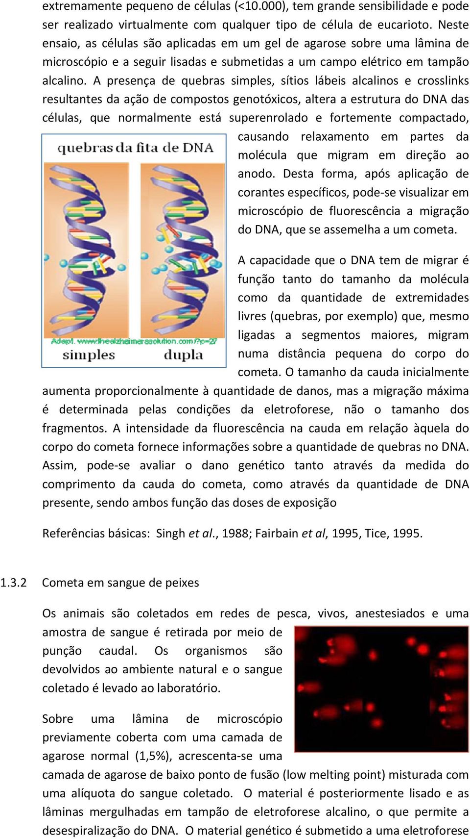 A presença de quebras simples, sítios lábeis alcalinos e crosslinks resultantes da ação de compostos genotóxicos, altera a estrutura do DNA das células, que normalmente está superenrolado e