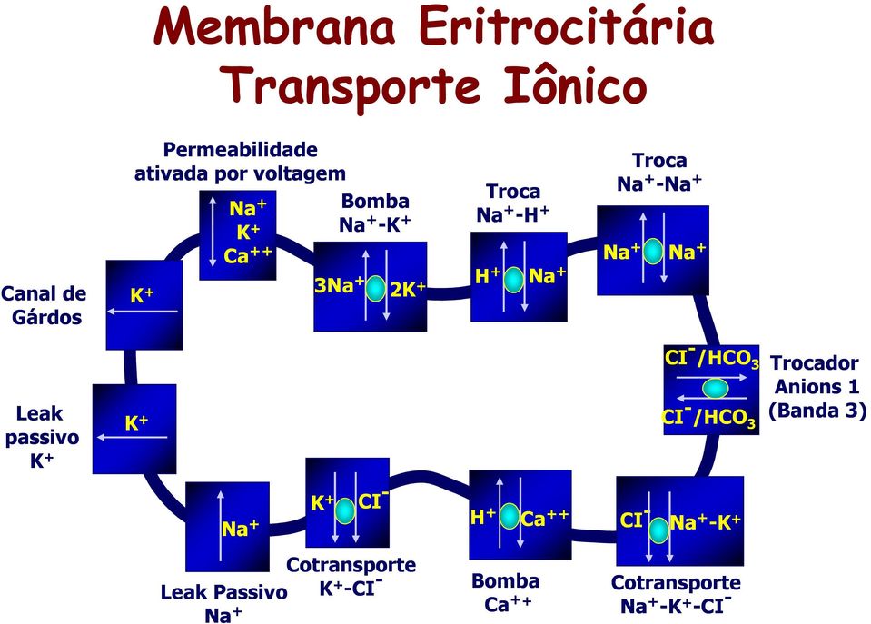 + Leak passivo K + K + CI - /HCO3 CI - /HCO3 Trocador Anions 1 (Banda 3) Na + K + CI - H + Ca ++