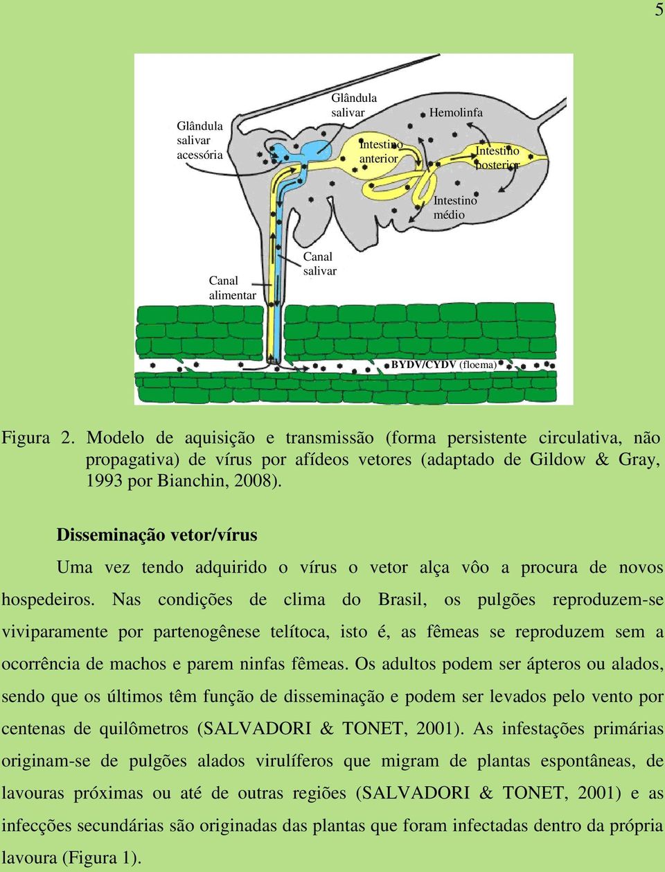 Disseminação vetor/vírus Uma vez tendo adquirido o vírus o vetor alça vôo a procura de novos hospedeiros.