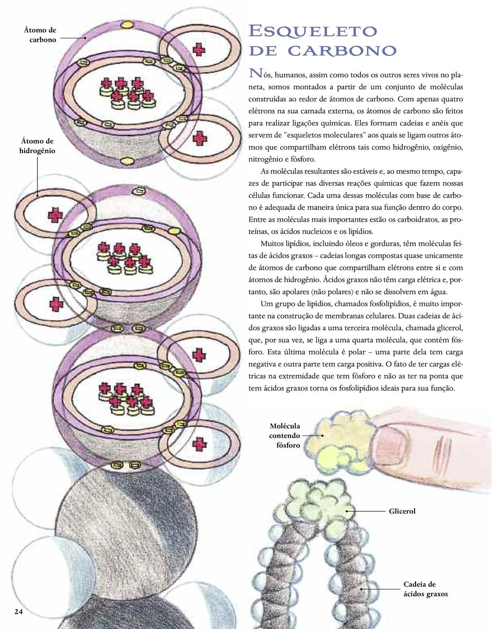 Eles formam cadeias e anéis que servem de esqueletos moleculares aos quais se ligam outros átomos que compartilham elétrons tais como hidrogênio, oxigênio, nitrogênio e fósforo.