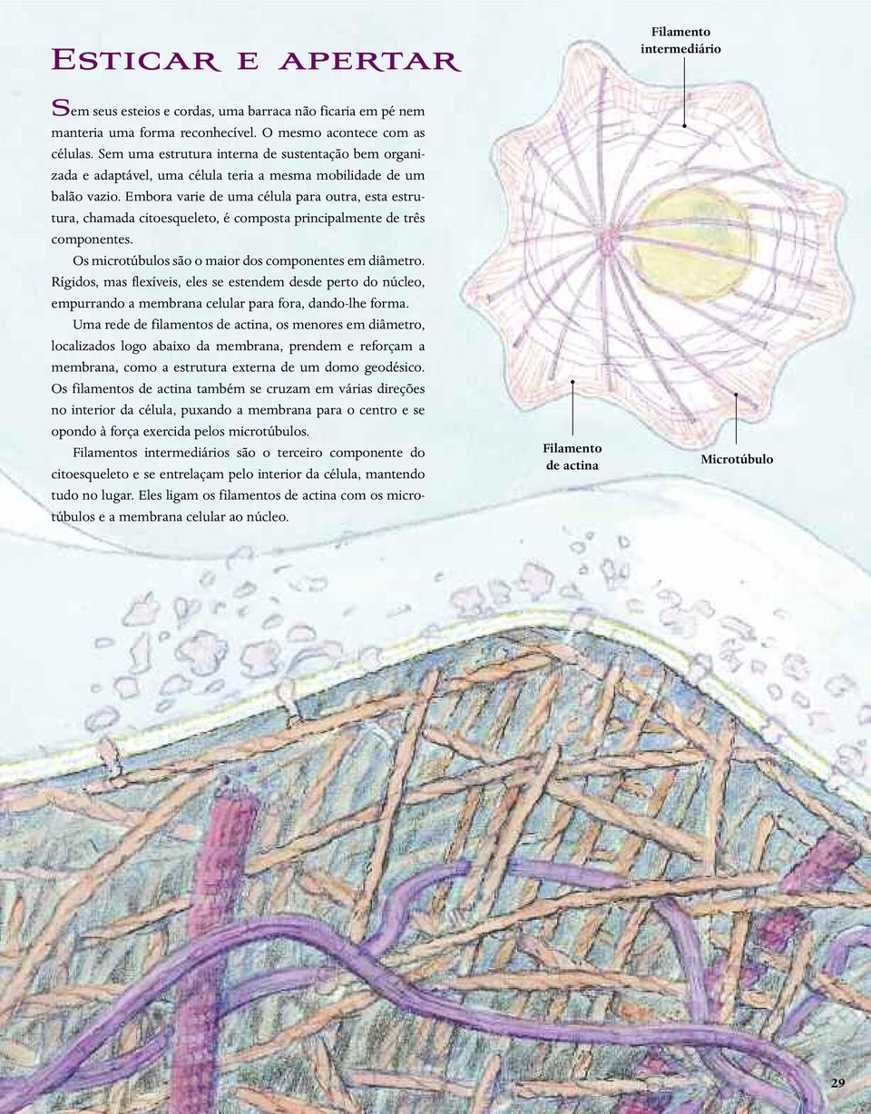 Embora varie de uma célula para outra, esta estrutura, chamada citoesqueleto, é composta principalmente de três componentes. Os microtúbulos são o maior dos componentes em diâmetro.
