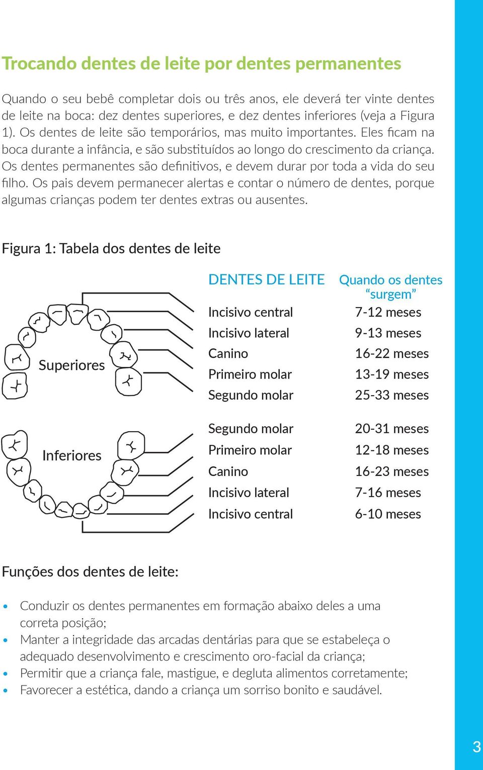 Os dentes permanentes são definitivos, e devem durar por toda a vida do seu filho.