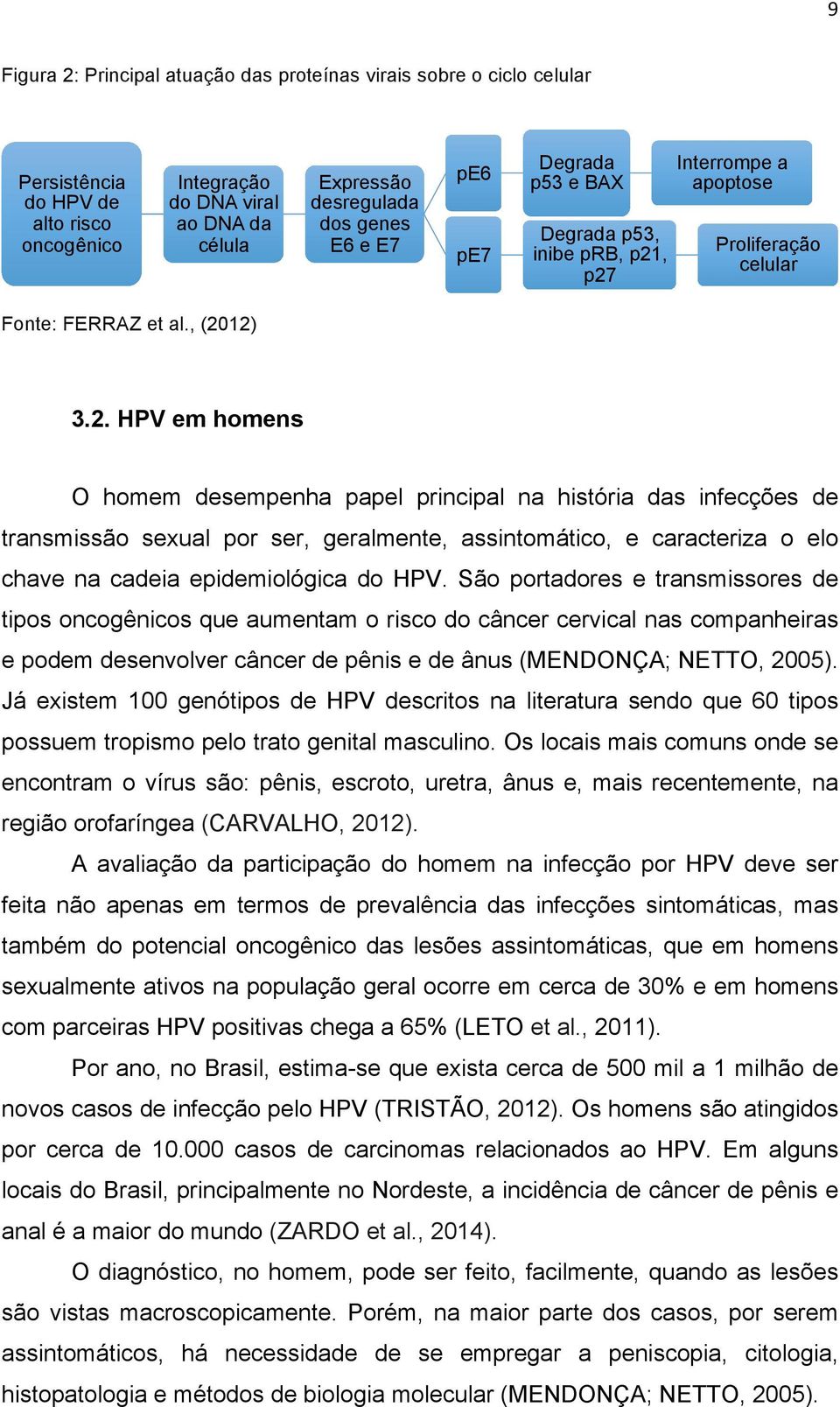 , p27 Interrompe a apoptose Proliferação celular Fonte: FERRAZ et al., (2012) 3.2. HPV em homens O homem desempenha papel principal na história das infecções de transmissão sexual por ser, geralmente, assintomático, e caracteriza o elo chave na cadeia epidemiológica do HPV.