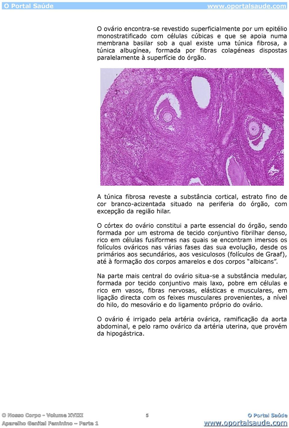 A túnica fibrosa reveste a substância cortical, estrato fino de cor branco-acizentada situado na periferia do órgão, com excepção da região hilar.