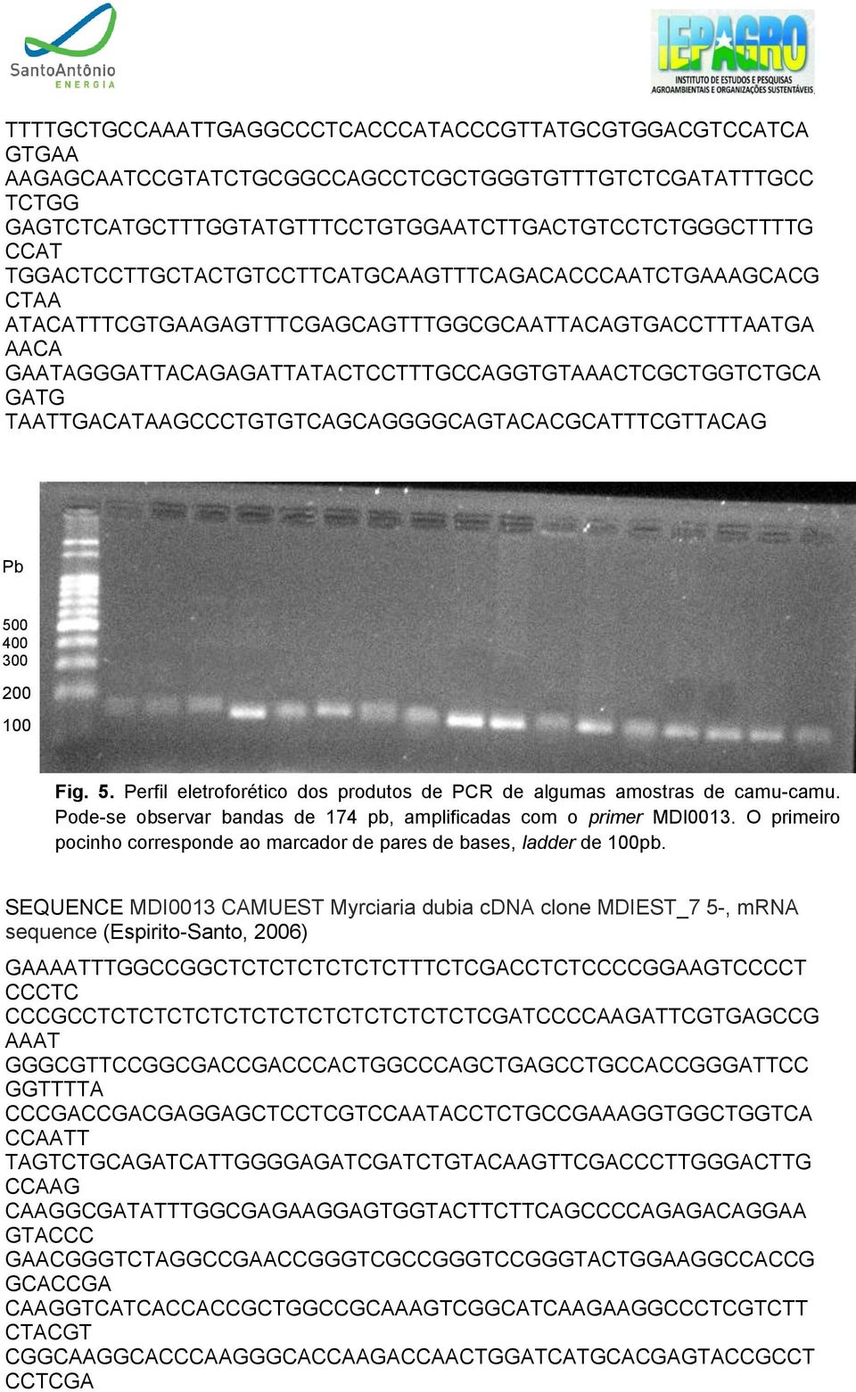 TAATTGACATAAGCCCTGTGTCAGCAGGGGCAGTACACGCATTTCGTTACAG Pb 500 400 300 200 100 Fig. 5. Perfil eletroforético dos produtos de PCR de algumas amostras de camu-camu.