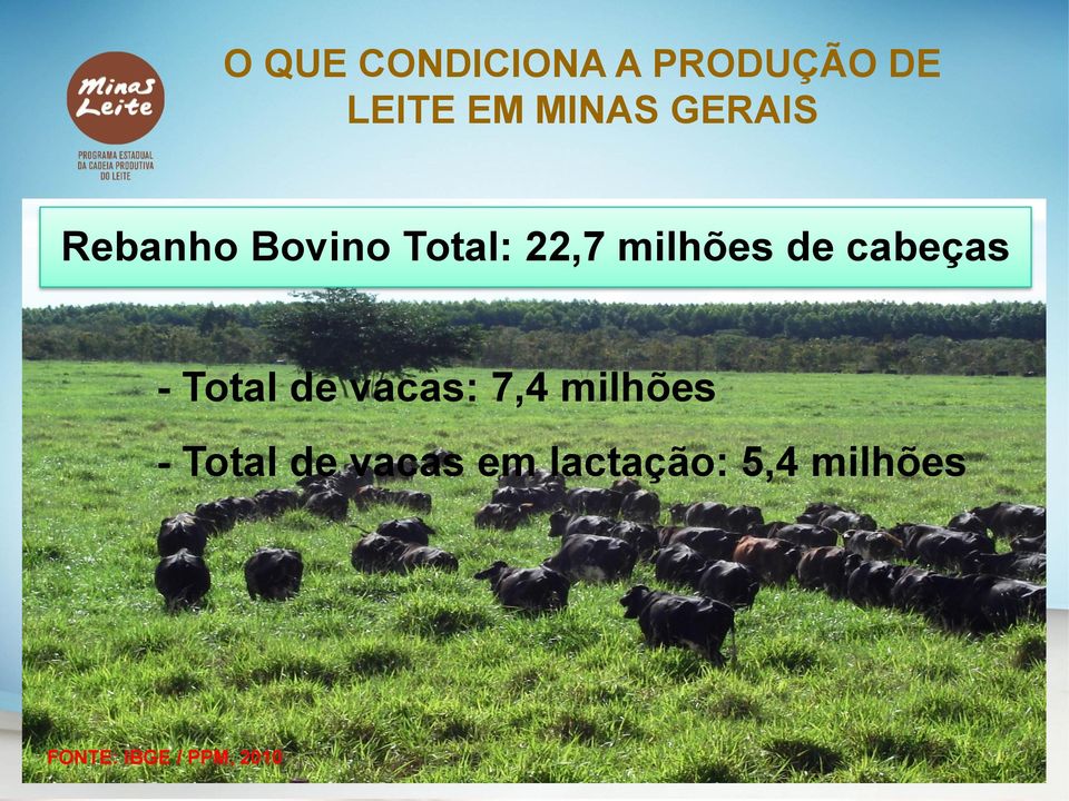 cabeças - Total de vacas: 7,4 milhões - Total de