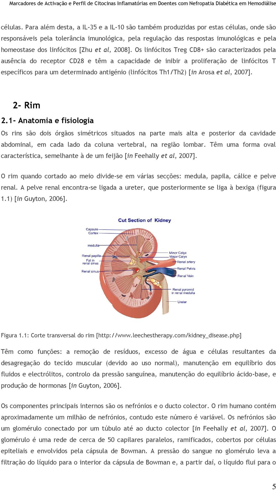 linfócitos [Zhu et al, 2008].