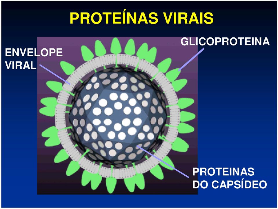 GLICOPROTEINA