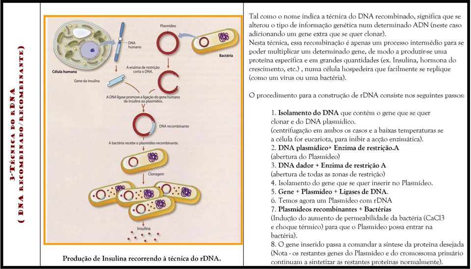 Nesta técnica, essa recombinação é apenas um processo intermédio para se poder multiplicar um determinado gene, de modo a produzir-se uma proteína específica e em grandes quantidades (ex.