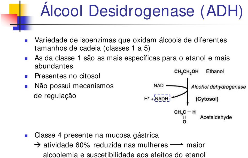 abundantes Presentes no citosol Não possui mecanismos de regulação Classe 4 presente na