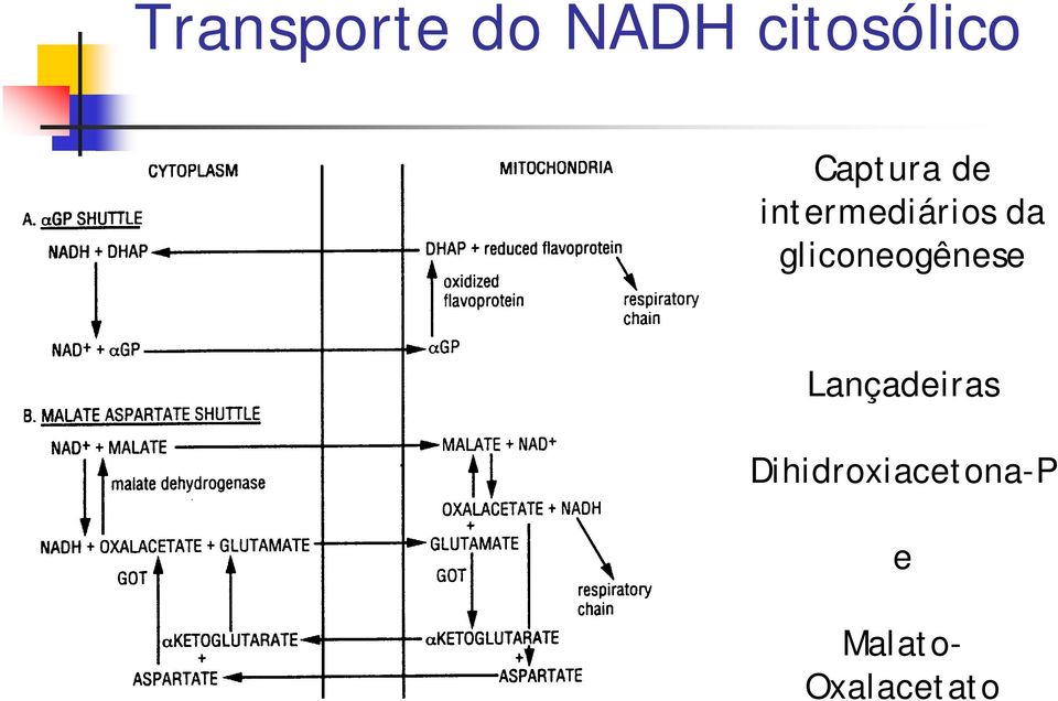 gliconeogênese Lançadeiras