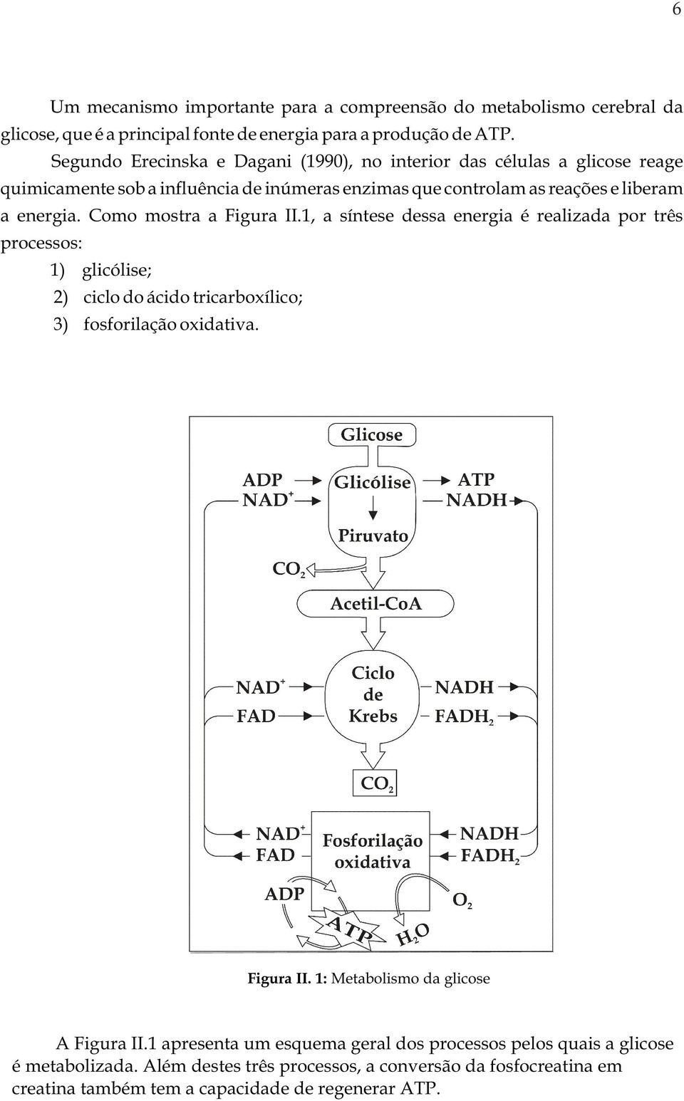 Como mostra a Figura II.1, a síntese dessa energia é realizada por três processos: 1) glicólise; 2) ciclo do ácido tricarboxílico; 3) fosforilação oxidativa. Figura II. 1: Metabolismo da glicose A Figura II.