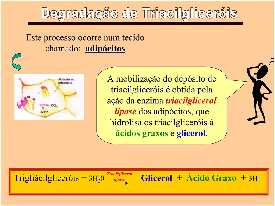 lipase dos adipócitos, que hidrolisa os triacilgliceróis à ácidos graxos e