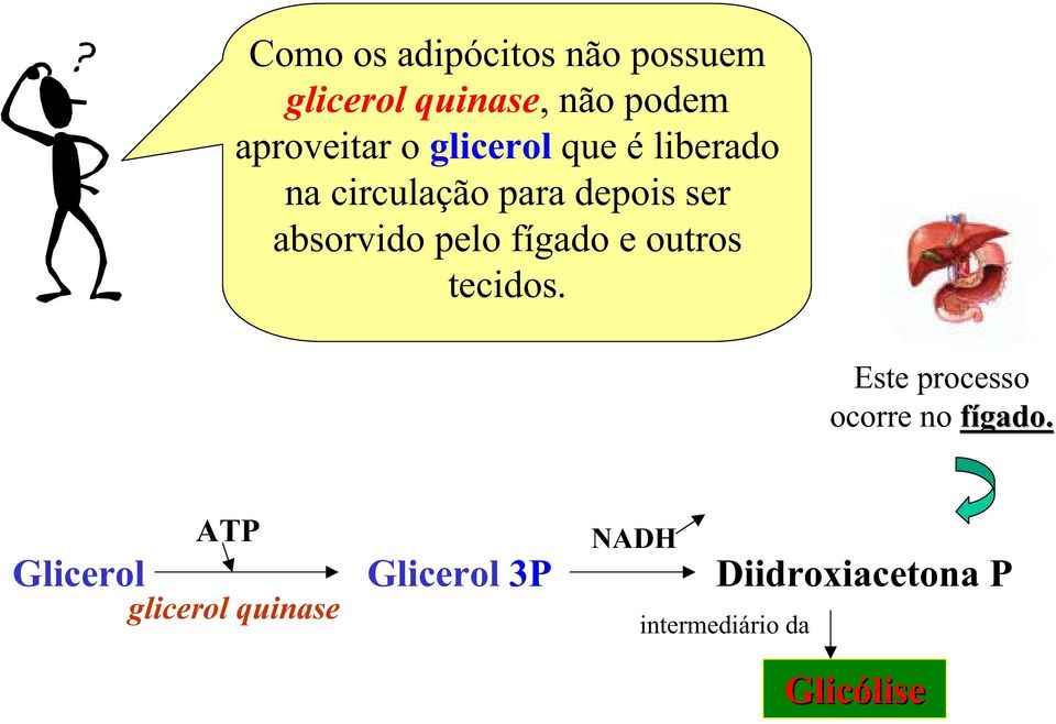 fígado e outros tecidos. Este processo ocorre no fígado.