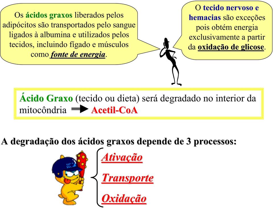 O tecido nervoso e hemacias são exceções pois obtém energia exclusivamente a partir da oxidação de glicose.