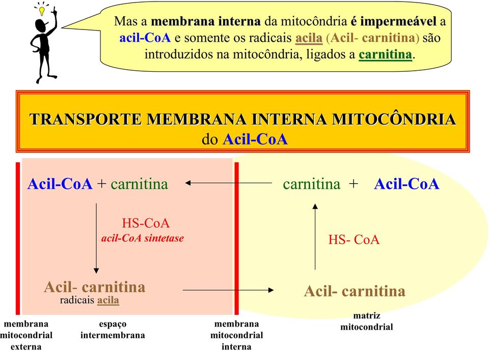 TRANSPORTE MEMBRANA INTERNA MITOCÔNDRIA do Acil-CoA Acil-CoA + carnitina carnitina + Acil-CoA HS-CoA acil-coa