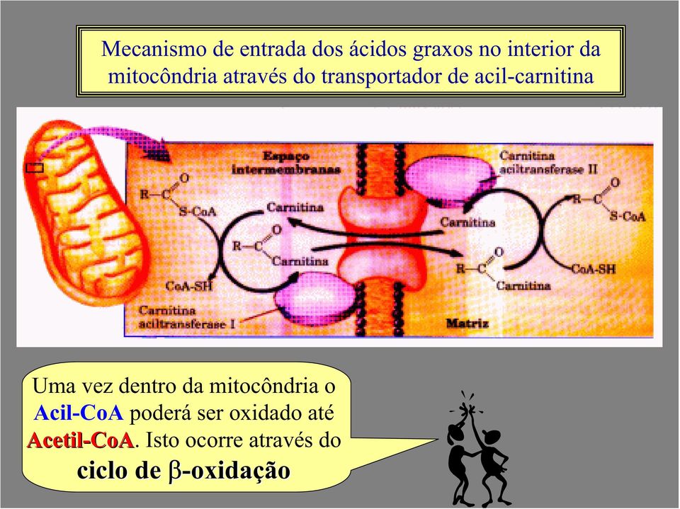 Uma vez dentro da mitocôndria o Acil-CoA poderá ser