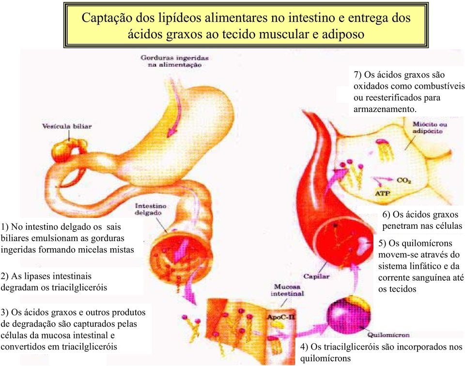 1) No intestino delgado os sais biliares emulsionam as gorduras ingeridas formando micelas mistas 2) As lipases intestinais degradam os triacilgliceróis 3) Os ácidos