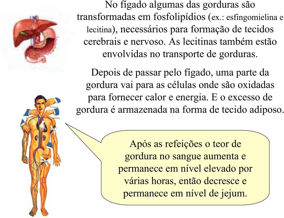 As lecitinas também estão envolvidas no transporte de gorduras.