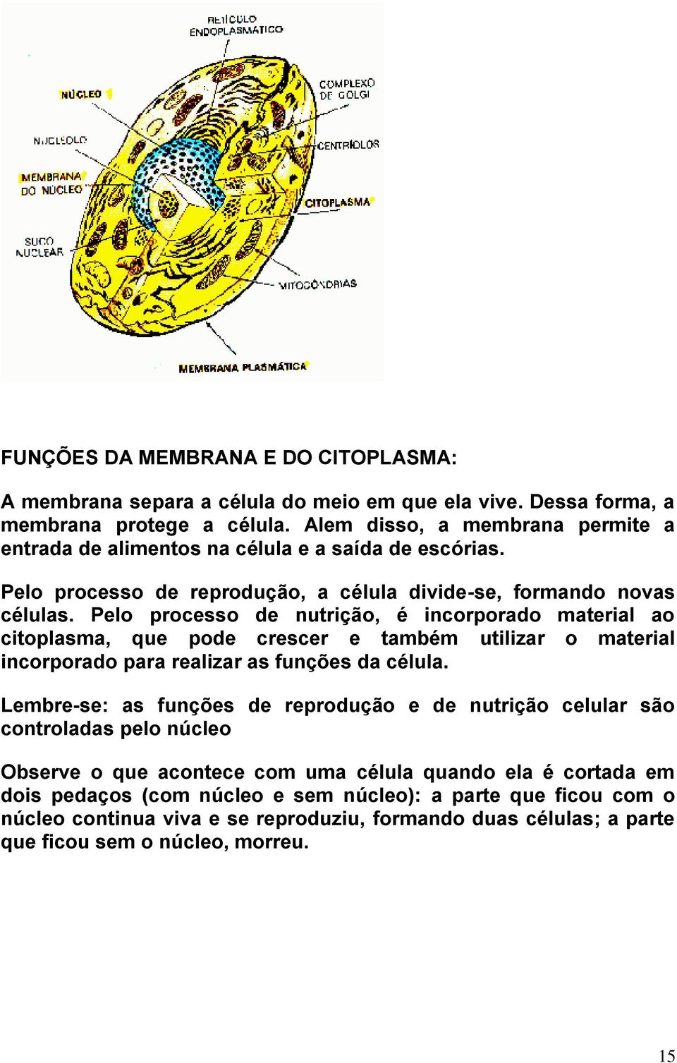 Pelo processo de nutrição, é incorporado material ao citoplasma, que pode crescer e também utilizar o material incorporado para realizar as funções da célula.