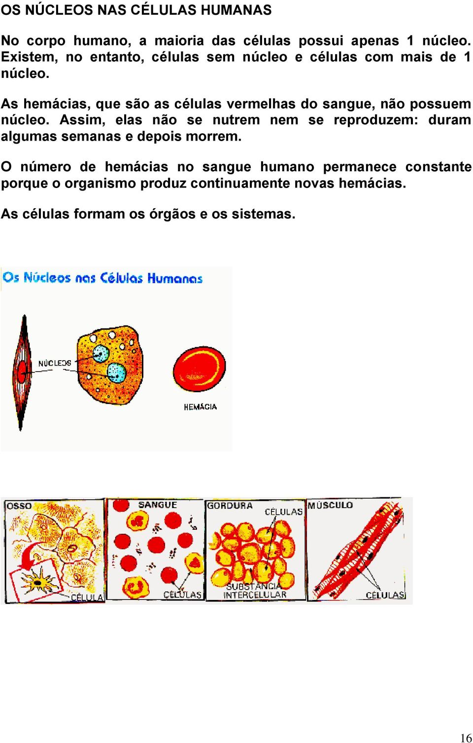 As hemácias, que são as células vermelhas do sangue, não possuem núcleo.