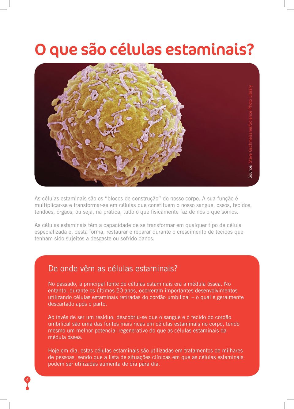 As células estaminais têm a capacidade de se transformar em qualquer tipo de célula especializada e, desta forma, restaurar e reparar durante o crescimento de tecidos que tenham sido sujeitos a