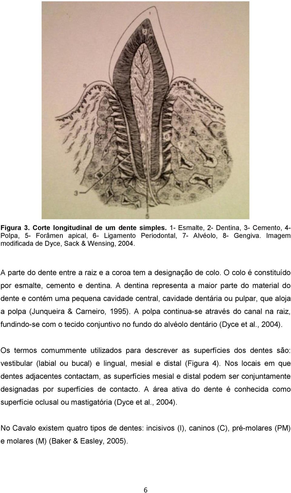 A dentina representa a maior parte do material do dente e contém uma pequena cavidade central, cavidade dentária ou pulpar, que aloja a polpa (Junqueira & Carneiro, 1995).