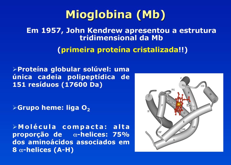 !) Ø Proteína globular solúvel: uma única cadeia polipeptídica de 151 resíduos