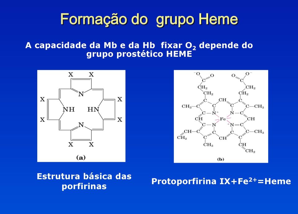 prostético HEME Estrutura básica das