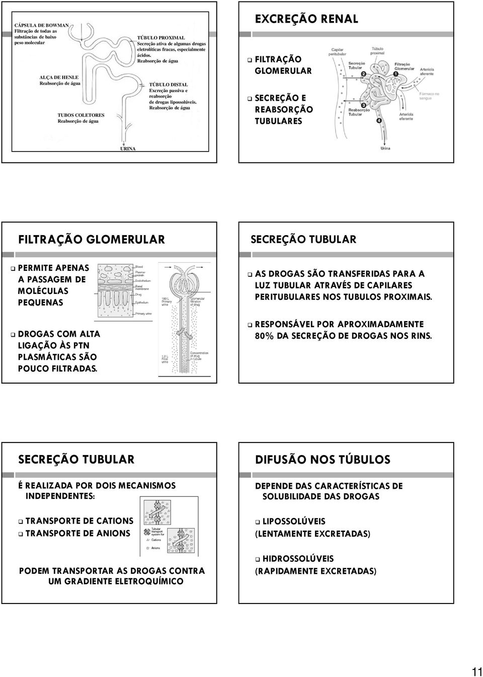 Reabsorção de água EXCREÇÃO RENAL FILTRAÇÃO GLOMERULAR SECREÇÃO E REABSORÇÃO TUBULARES URINA FILTRAÇÃO GLOMERULAR PERMITE APENAS A PASSAGEM DE MOLÉCULAS PEQUENAS DROGAS COM ALTA LIGAÇÃO ÀS PTN