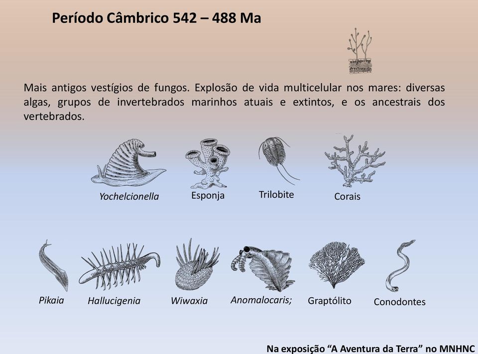 Explosão de vida multicelular nos mares: diversas algas, grupos de invertebrados