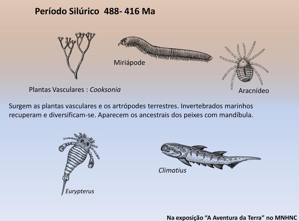 vasculares e os artrópodes terrestres.