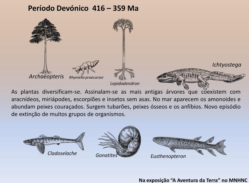 Assinalam-se as mais antigas árvores que coexistem com aracnídeos, miriápodes, escorpiões e insetos sem asas.