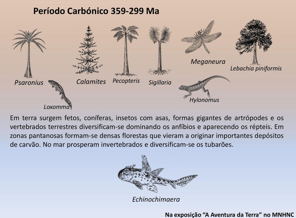 vertebrados terrestres diversificam-se dominando os anfíbios e aparecendo os répteis.