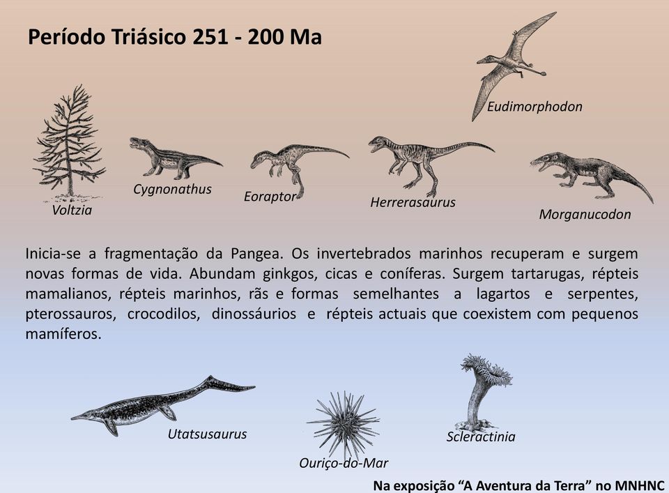 Surgem tartarugas, répteis mamalianos, répteis marinhos, rãs e formas semelhantes a lagartos e serpentes, pterossauros,