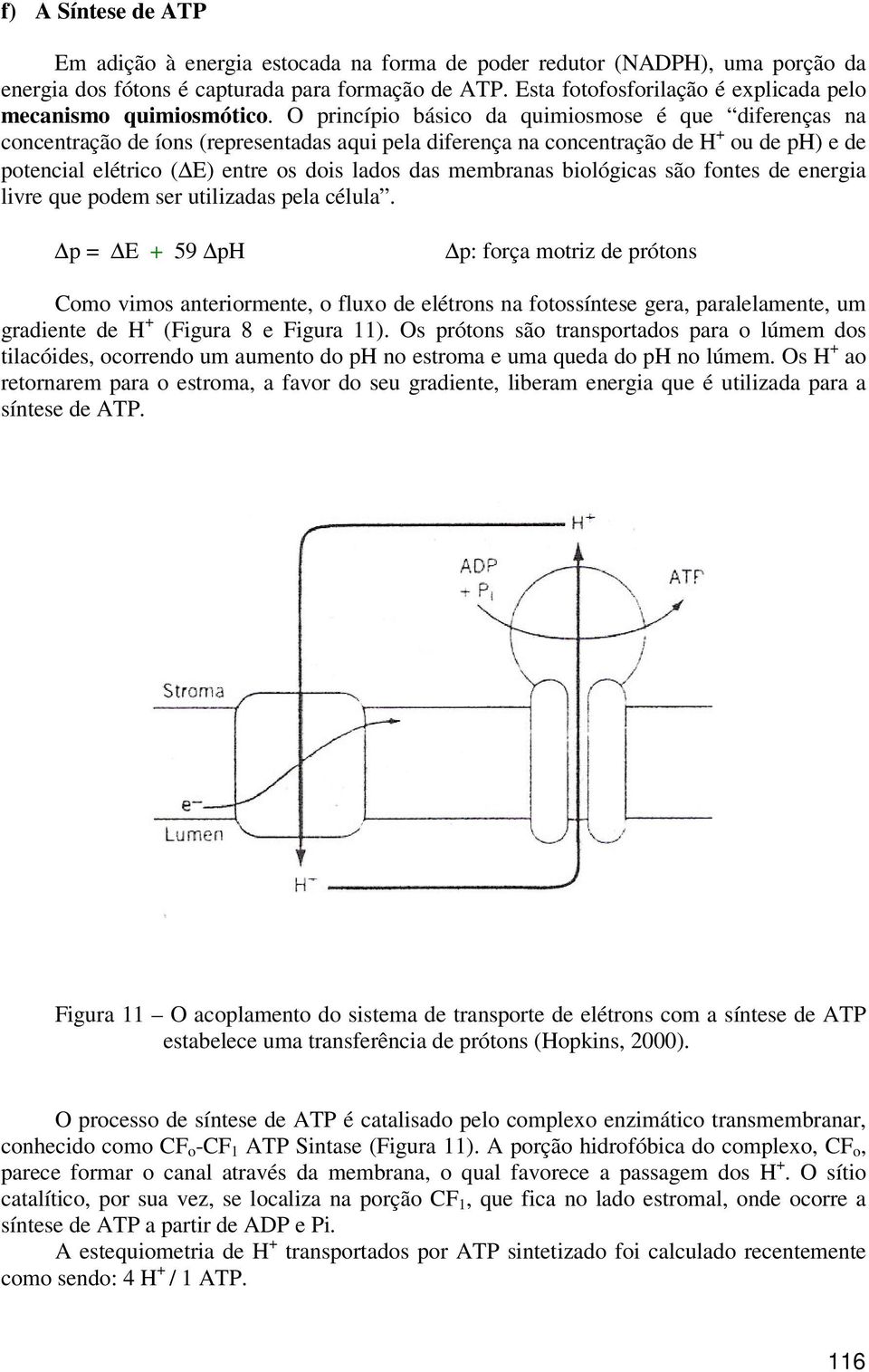 O princípio básico da quimiosmose é que diferenças na concentração de íons (representadas aqui pela diferença na concentração de H + ou de ph) e de potencial elétrico ( E) entre os dois lados das