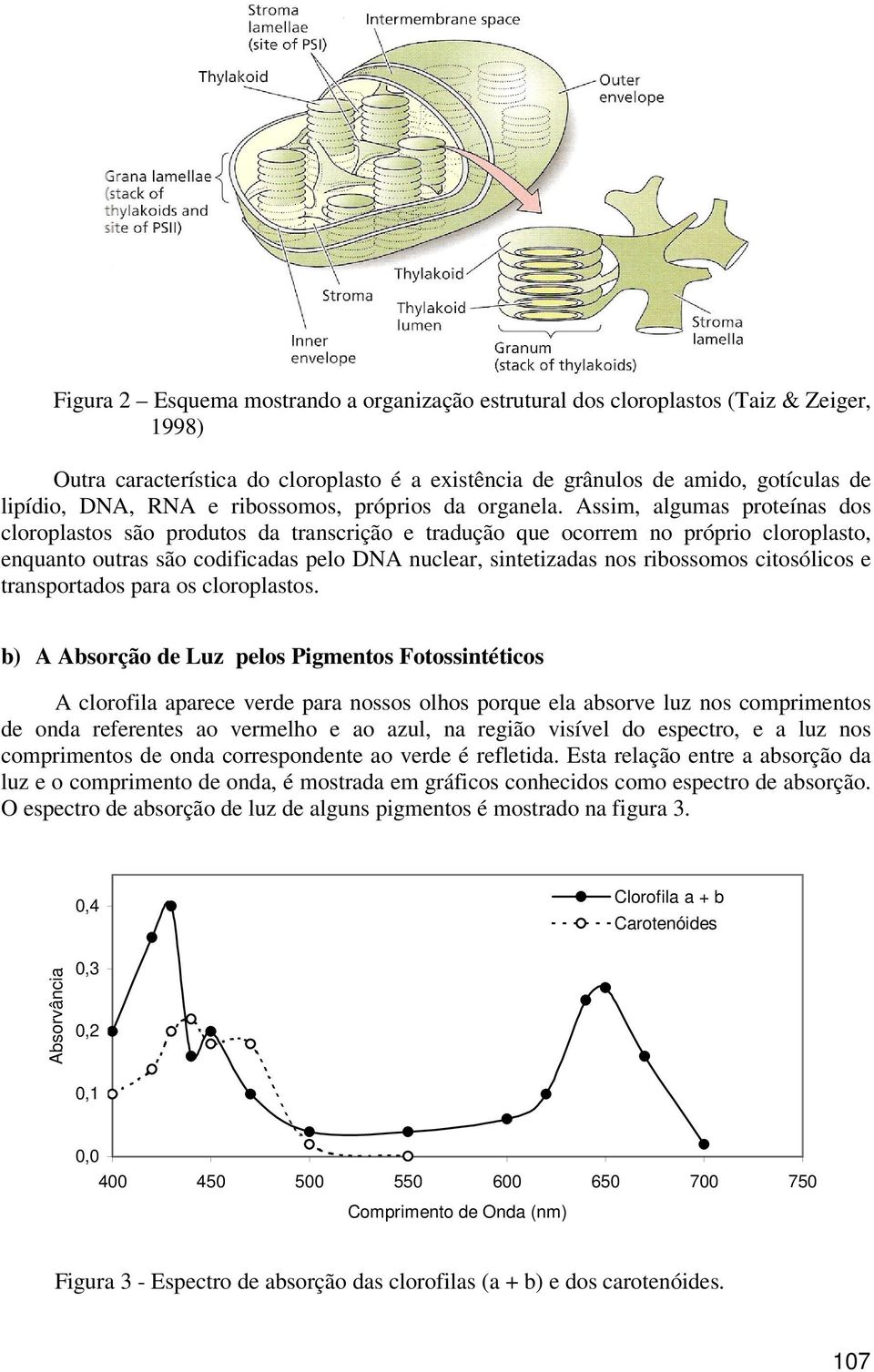 Assim, algumas proteínas dos cloroplastos são produtos da transcrição e tradução que ocorrem no próprio cloroplasto, enquanto outras são codificadas pelo DNA nuclear, sintetizadas nos ribossomos