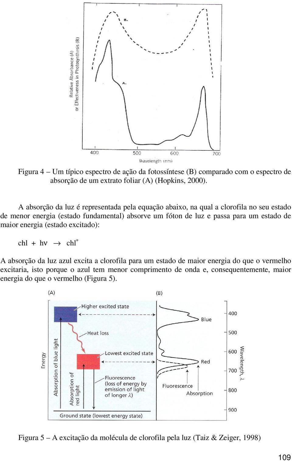 um estado de maior energia (estado excitado): chl + hν chl A absorção da luz azul excita a clorofila para um estado de maior energia do que o vermelho excitaria,