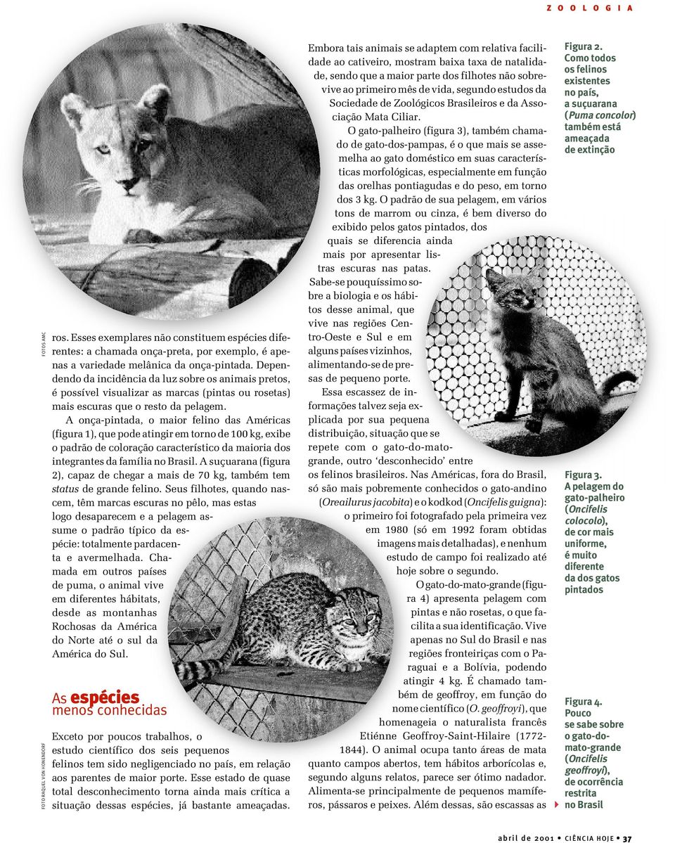 A onça-pintada, o maior felino das Américas (figura 1), que pode atingir em torno de 100 kg, exibe o padrão de coloração característico da maioria dos integrantes da família no Brasil.