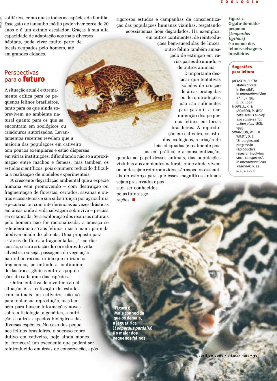 Perspectivas para o futuro A situação atual é extremamente crítica para os pequenos felinos brasileiros, tanto para os que ainda sobrevivem no ambiente natural quanto para os que se encontram em