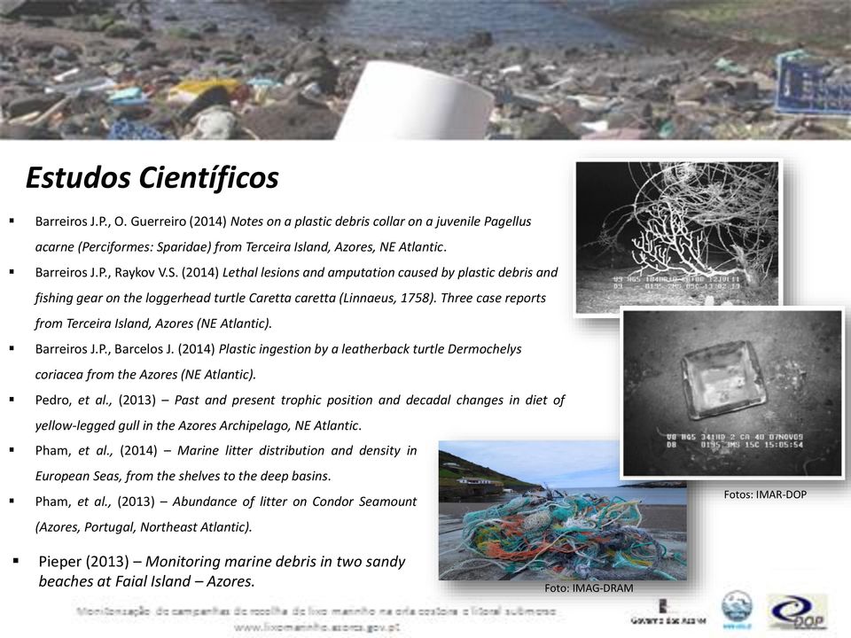 Three case reports from Terceira Island, Azores (NE Atlantic). Barreiros J.P., Barcelos J. (2014) Plastic ingestion by a leatherback turtle Dermochelys coriacea from the Azores (NE Atlantic).