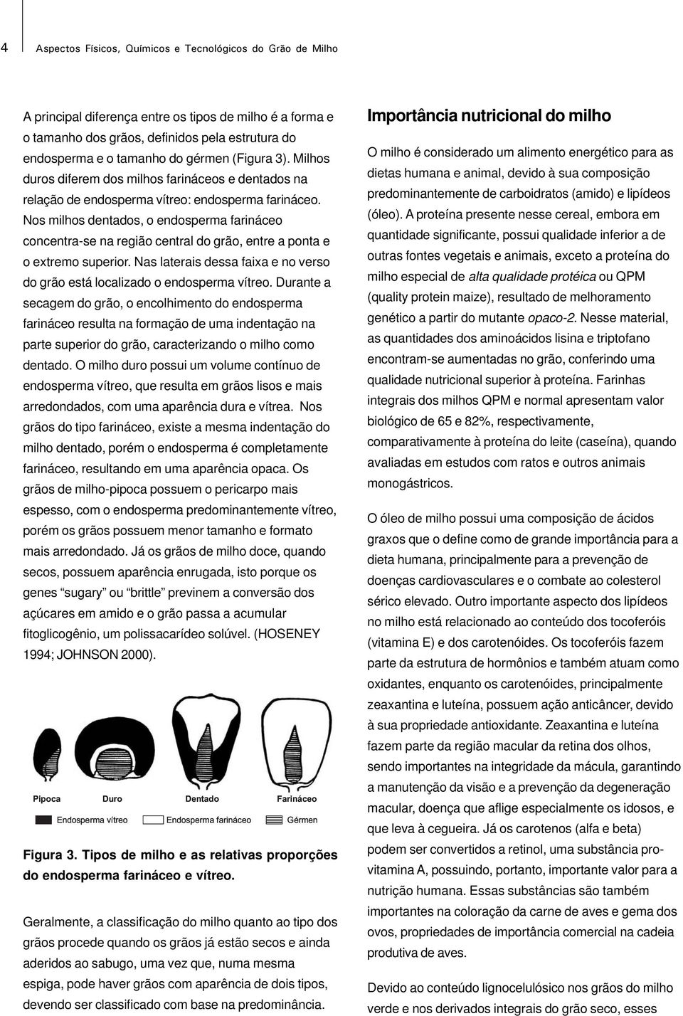 Nos milhos dentados, o endosperma farináceo concentra-se na região central do grão, entre a ponta e o extremo superior. Nas laterais dessa faixa e no verso do grão está localizado o endosperma vítreo.