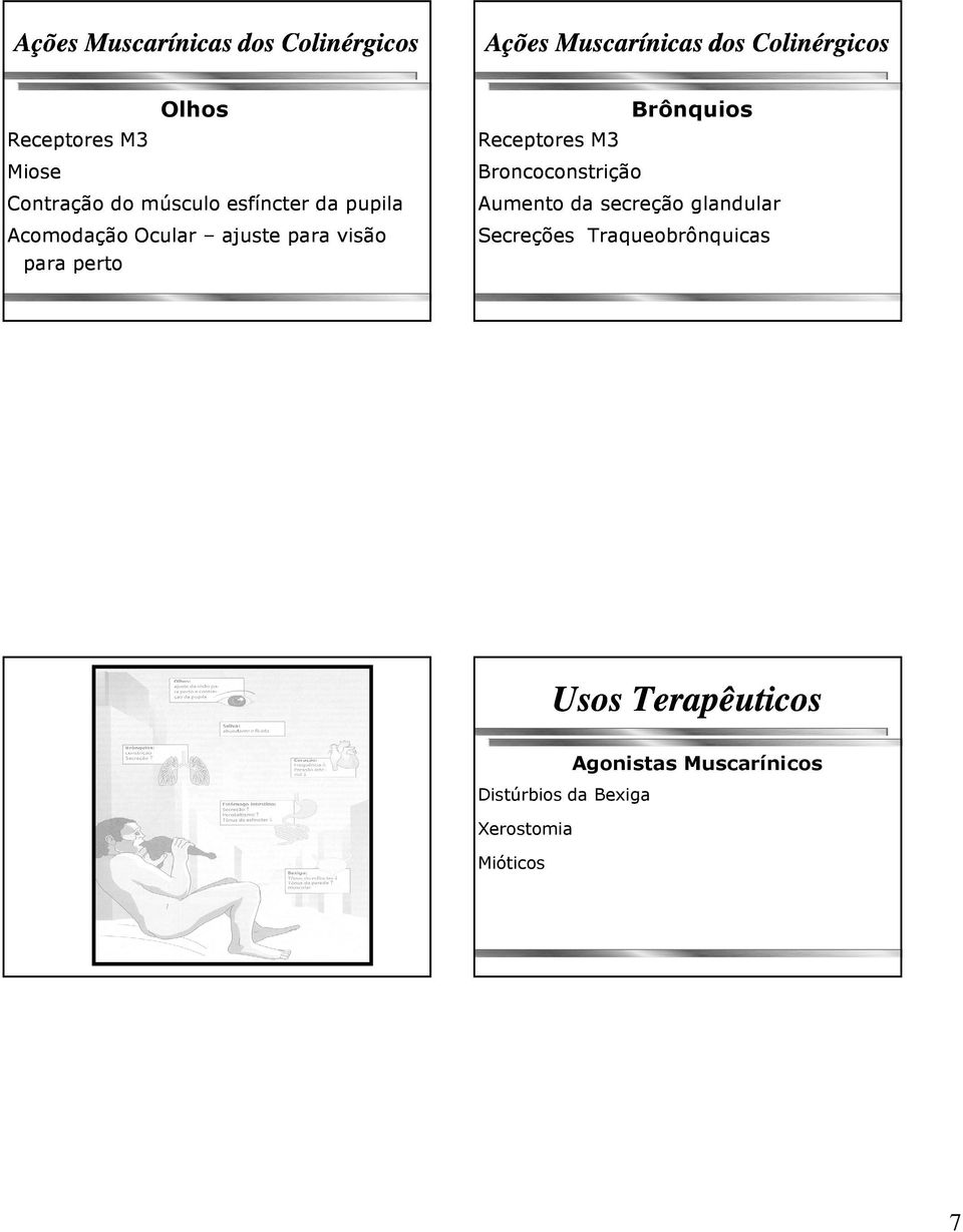 perto Receptores M3 Broncoconstrição Brônquios Aumento da secreção glandular Secreções