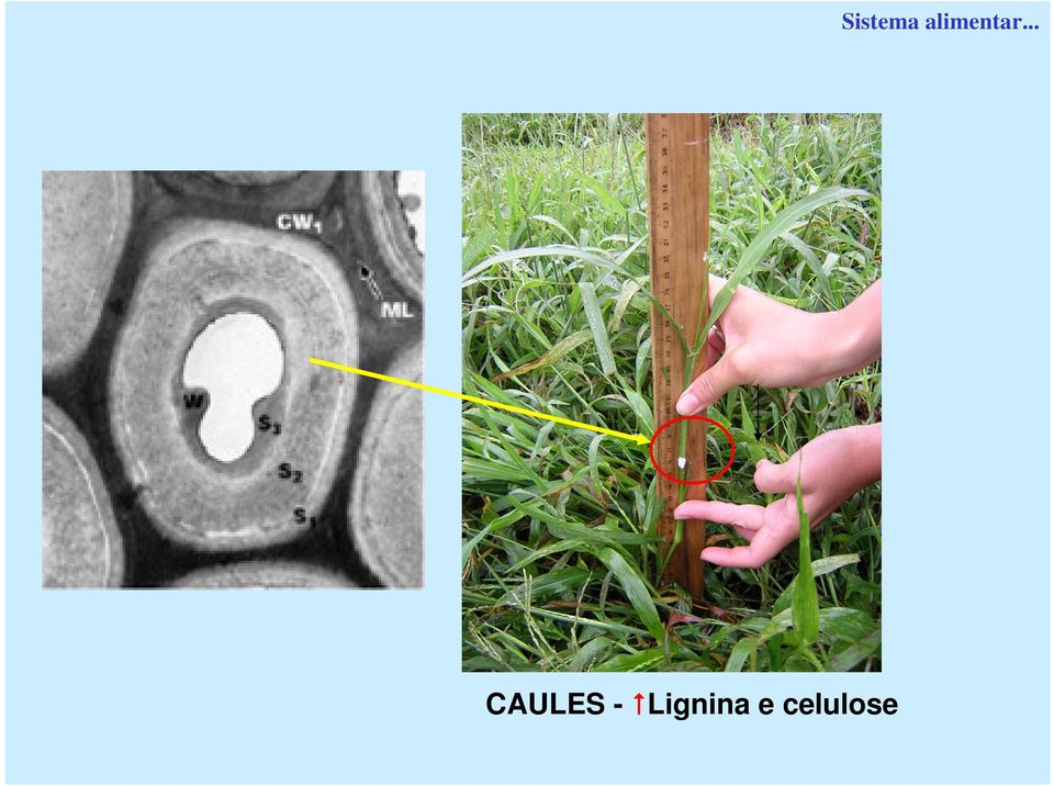 celulose