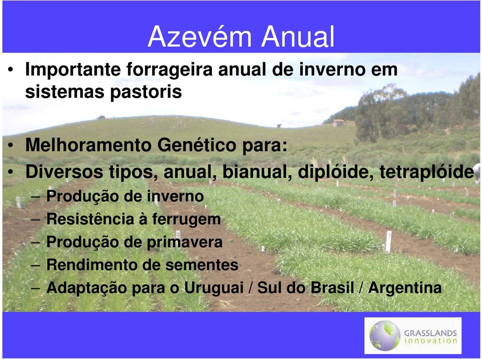 tetraplóide Produção de inverno Resistência à ferrugem Produção de