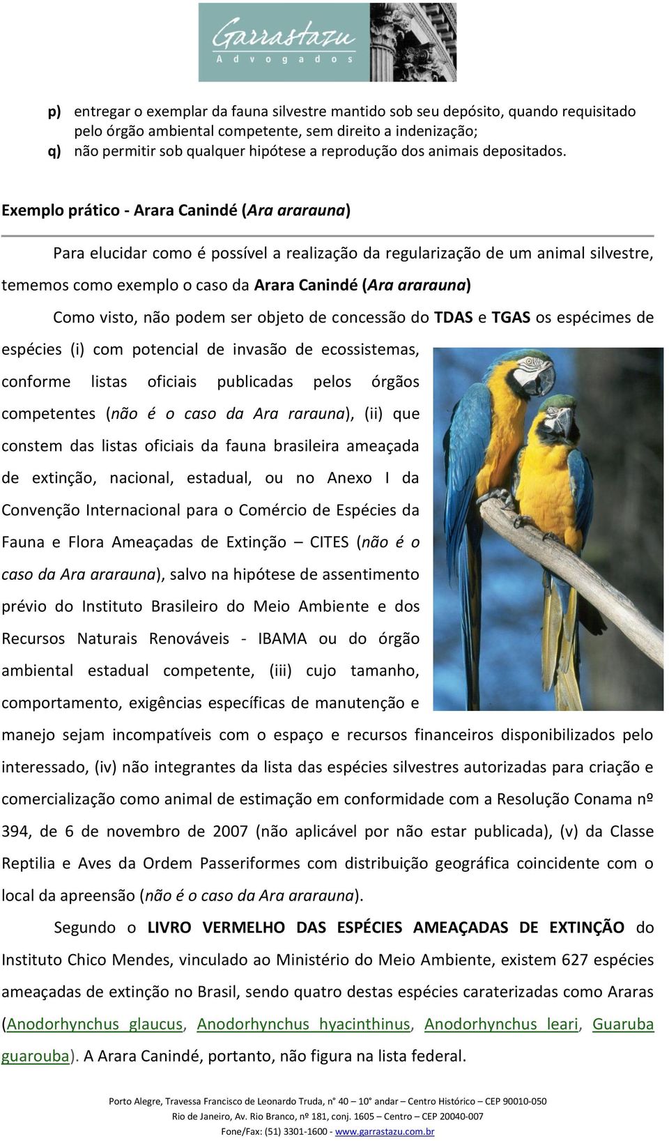 Exemplo prático - Arara Canindé (Ara ararauna) Para elucidar como é possível a realização da regularização de um animal silvestre, tememos como exemplo o caso da Arara Canindé (Ara ararauna) Como